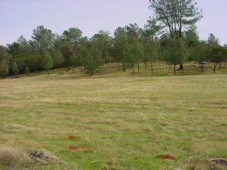 Land near Grass Valley, looking up hill
