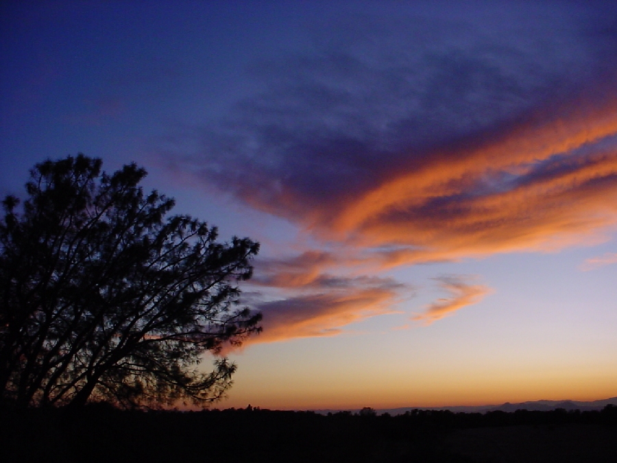 Tree at sunset