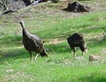 Turkeys in the grass